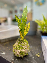 06/06/25 (6:00pm): Kokedama Plants Workshop