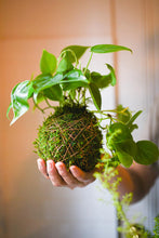 06/06/25 (6:00pm): Kokedama Plants Workshop