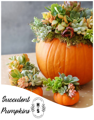 10/12/25 -3pm- Succulent Pumpkins